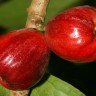 Malay Apple Fruit