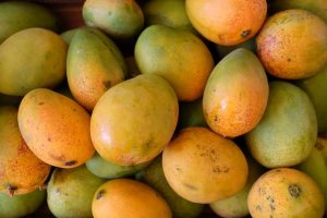 Mango Tree Pickering Dwarf Variety
