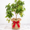 Mango Tree Pickering Dwarf Variety