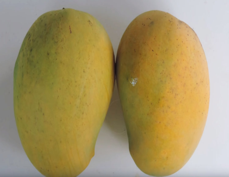 Mango Tree GuaMango (Guava variety Mango) Grafted Mango Tree GuaMango (Guava variety Mango) Grafted