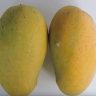 Mango Tree GuaMango (Guava variety Mango) Grafted