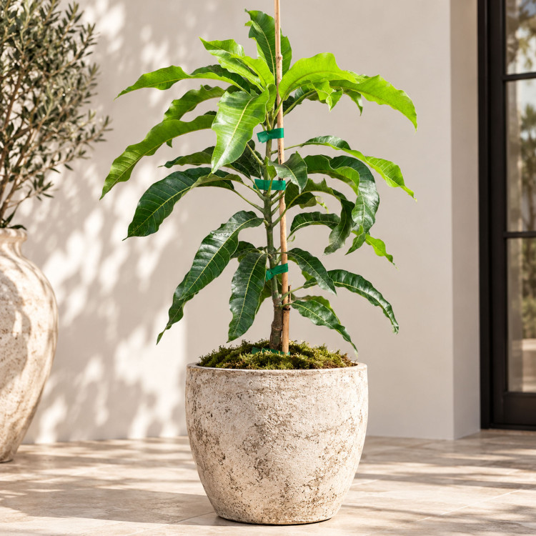 Mango Tree GuaMango (Guava variety Mango) Grafted