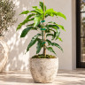 Mango Tree GuaMango (Guava variety Mango) Grafted