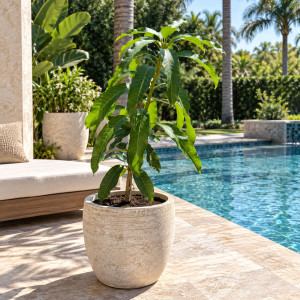 Mango Tree Lancetilla  Semi-Dwarf Variety Grafted