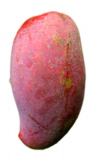 Mango Tree Lancetilla  Semi-Dwarf Variety Grafted