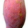 Lancetilla Mango fruit
