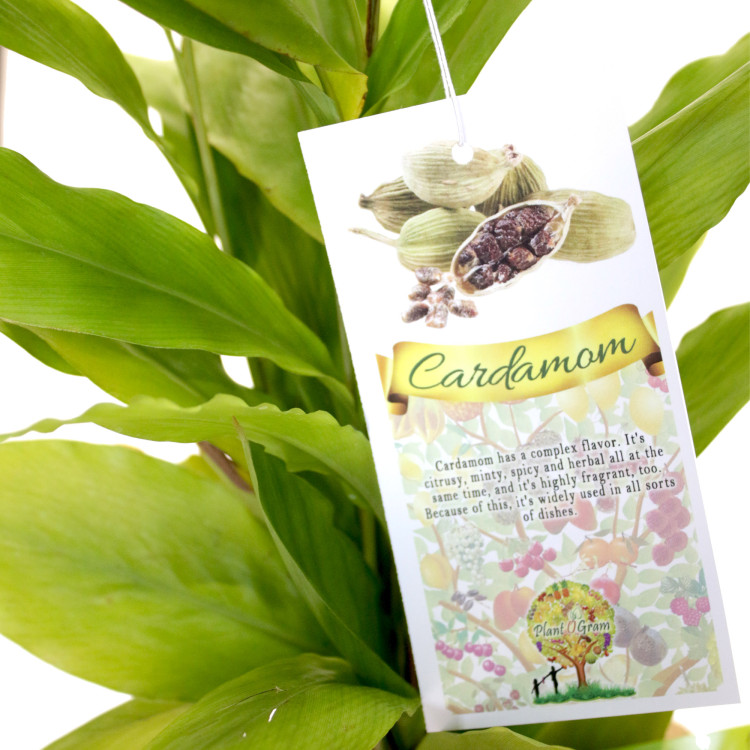 cardamom