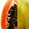 Red Lady Papaya Fruit