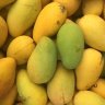 Mango Tree Choc-Anon (Miracle Mango) Variety Grafted