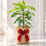 Mango Tree Choc-Anon (Miracle Mango) Variety Grafted