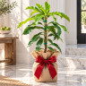 Mango Tree Choc-Anon (Miracle Mango) Variety Grafted