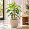 Mango Tree Choc-Anon (Miracle Mango) Variety Grafted