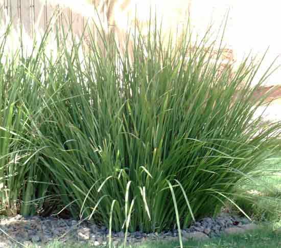 Lemon Grass