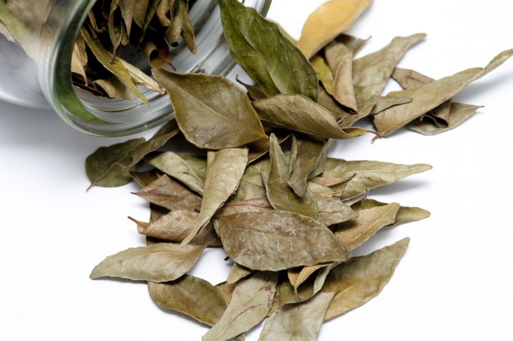 Bay Leaf/Bay Laurel Tree Bay Leaf/Bay Laurel Tree