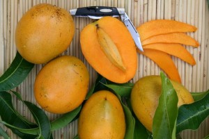 Mango Tree Baptiste Hatian Variety Grafted