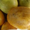 baptiste Mango Fruit
