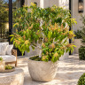Mango Tree Diamond Variety Grafted
