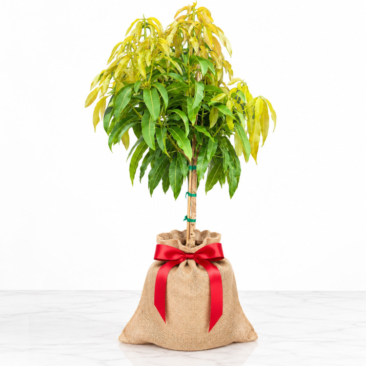 Mango Tree Alphonso Variety Grafted