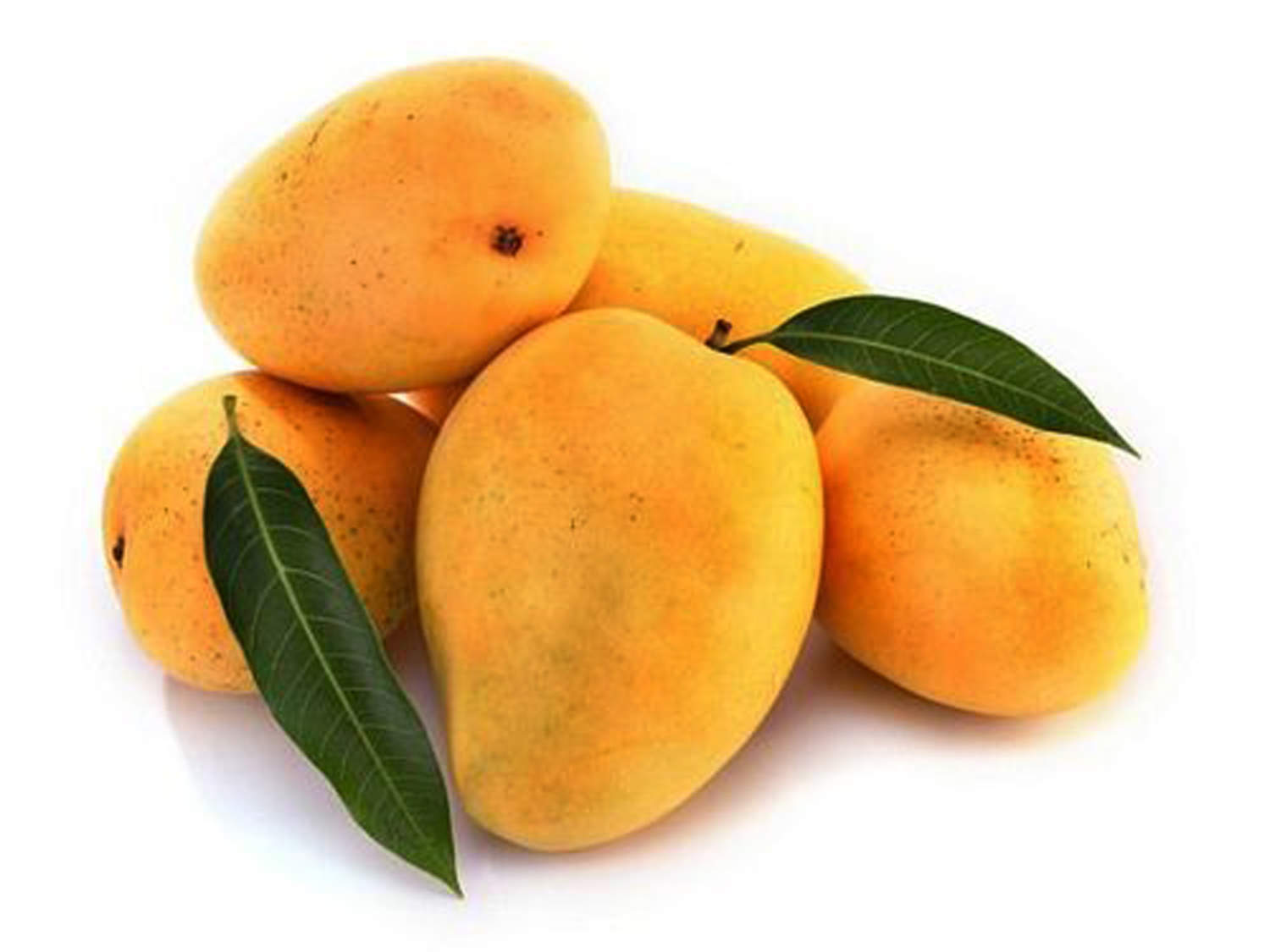 Mango Tree Alphonso Variety Grafted