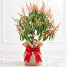 Mango Tree Tebow Variety Grafted