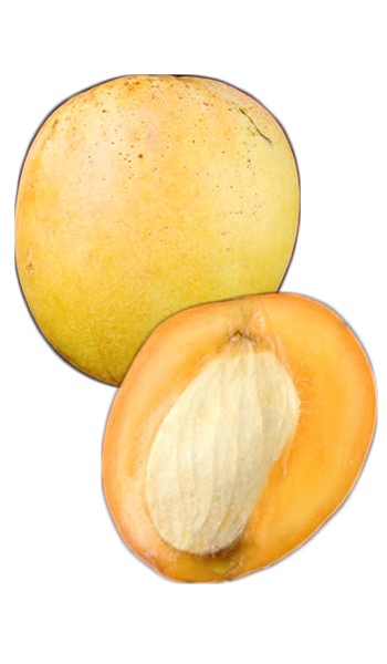 Tebow Mango Fruit