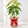 Mango Tree Siamese Variety Grafted