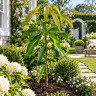 Mango Tree Siamese Variety Grafted