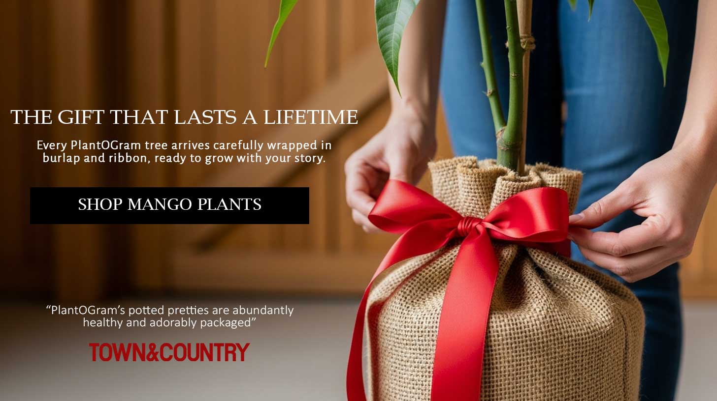 Mango Gifts 
