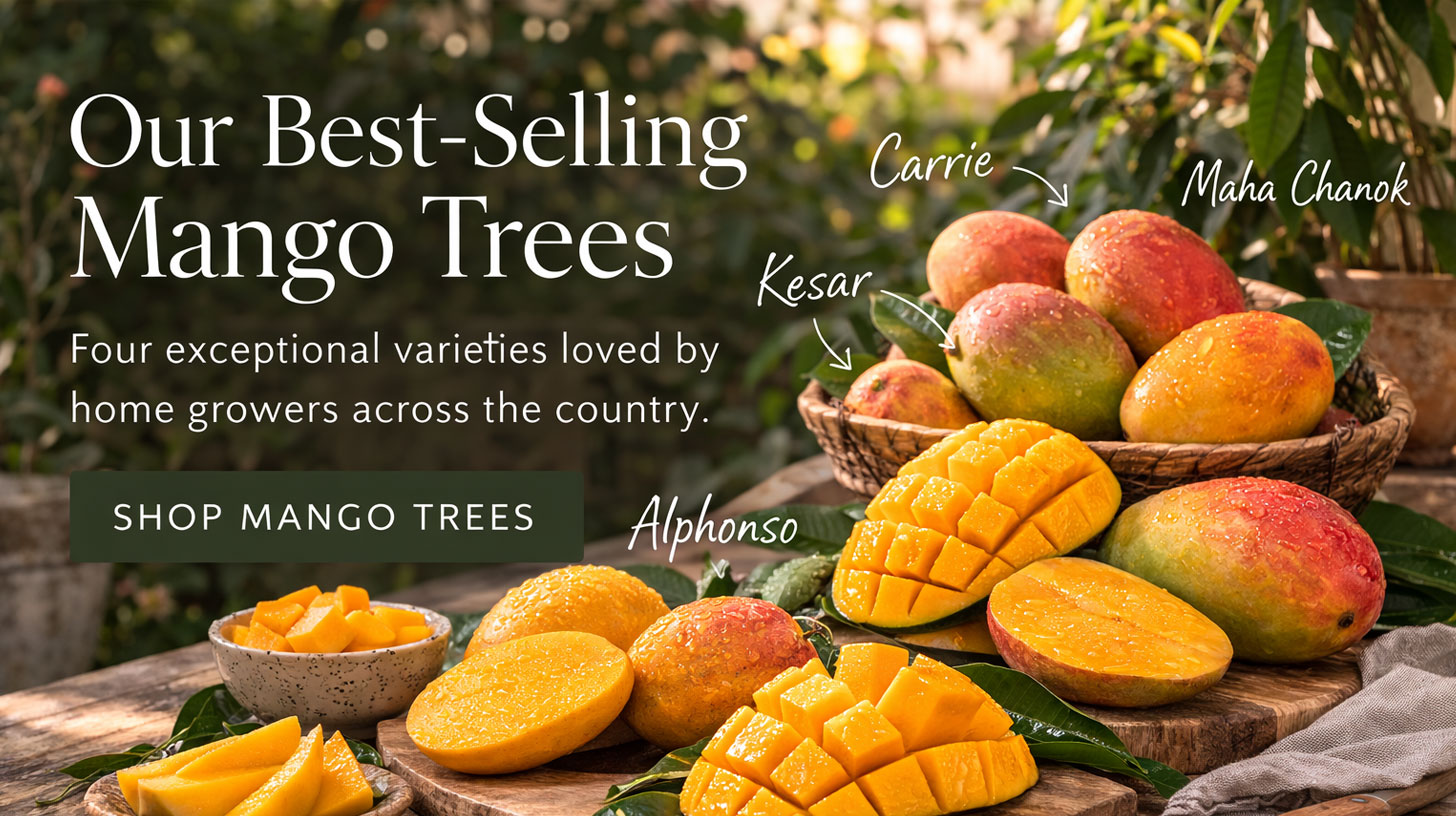 Mango Gifts