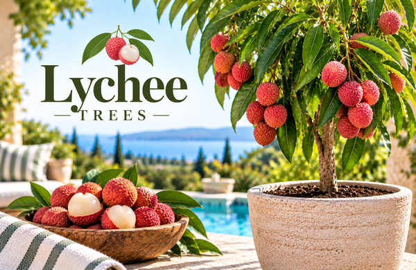 Lychee Trees